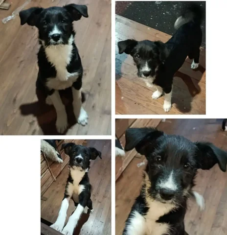 Котенок, девочка, 4 месяца, обработка от паразитов - частное объявление в Емельяново