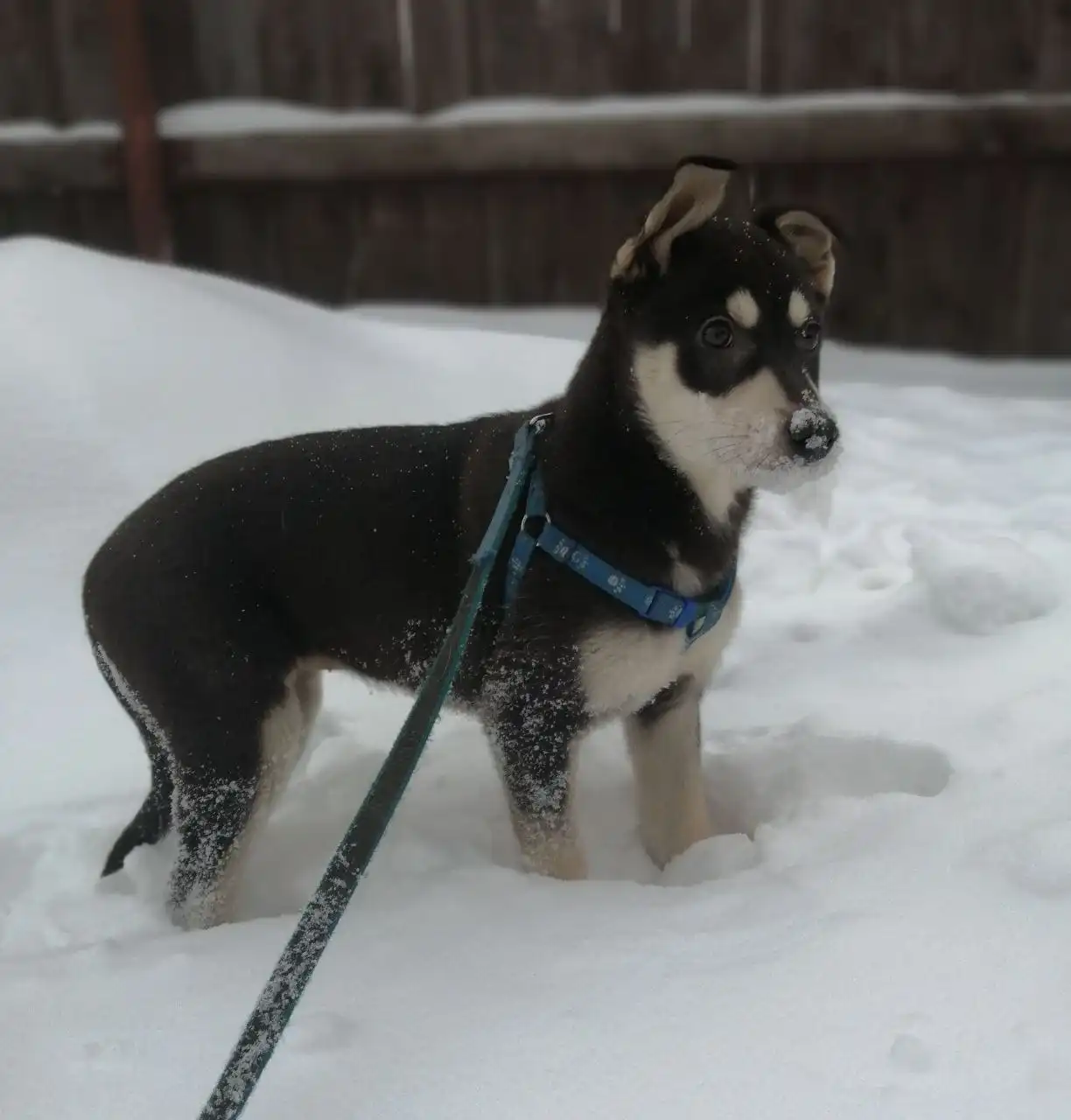 Щенок девочка 3 месяца стерилизована