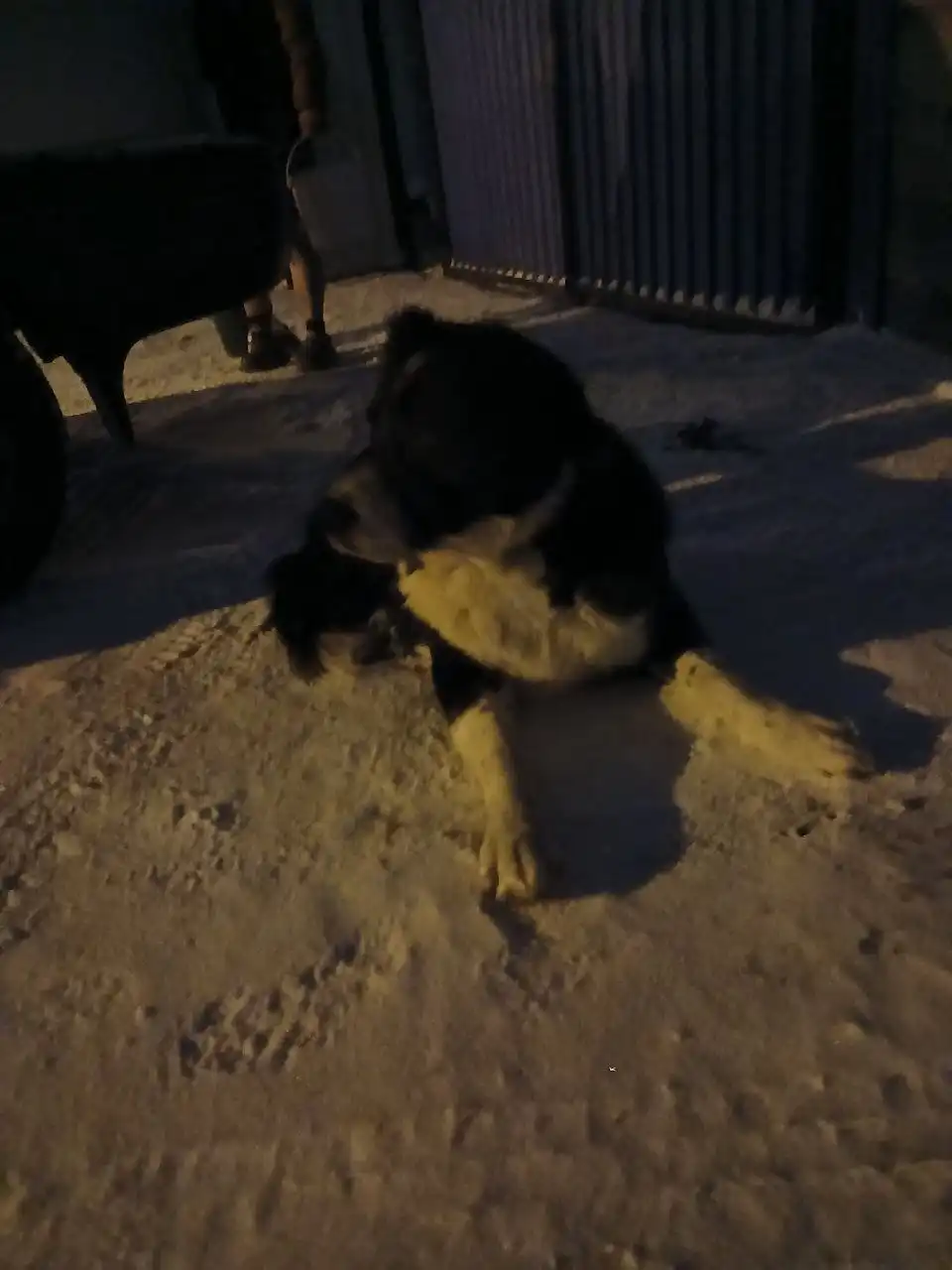 Найден молодой кобелек в районе старого поссовета Емельяново