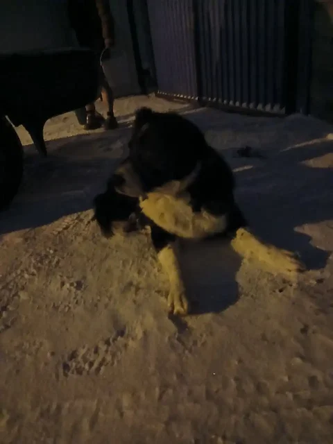 Найден молодой кобелек в районе старого поссовета Емельяново - частное объявление в Емельяново