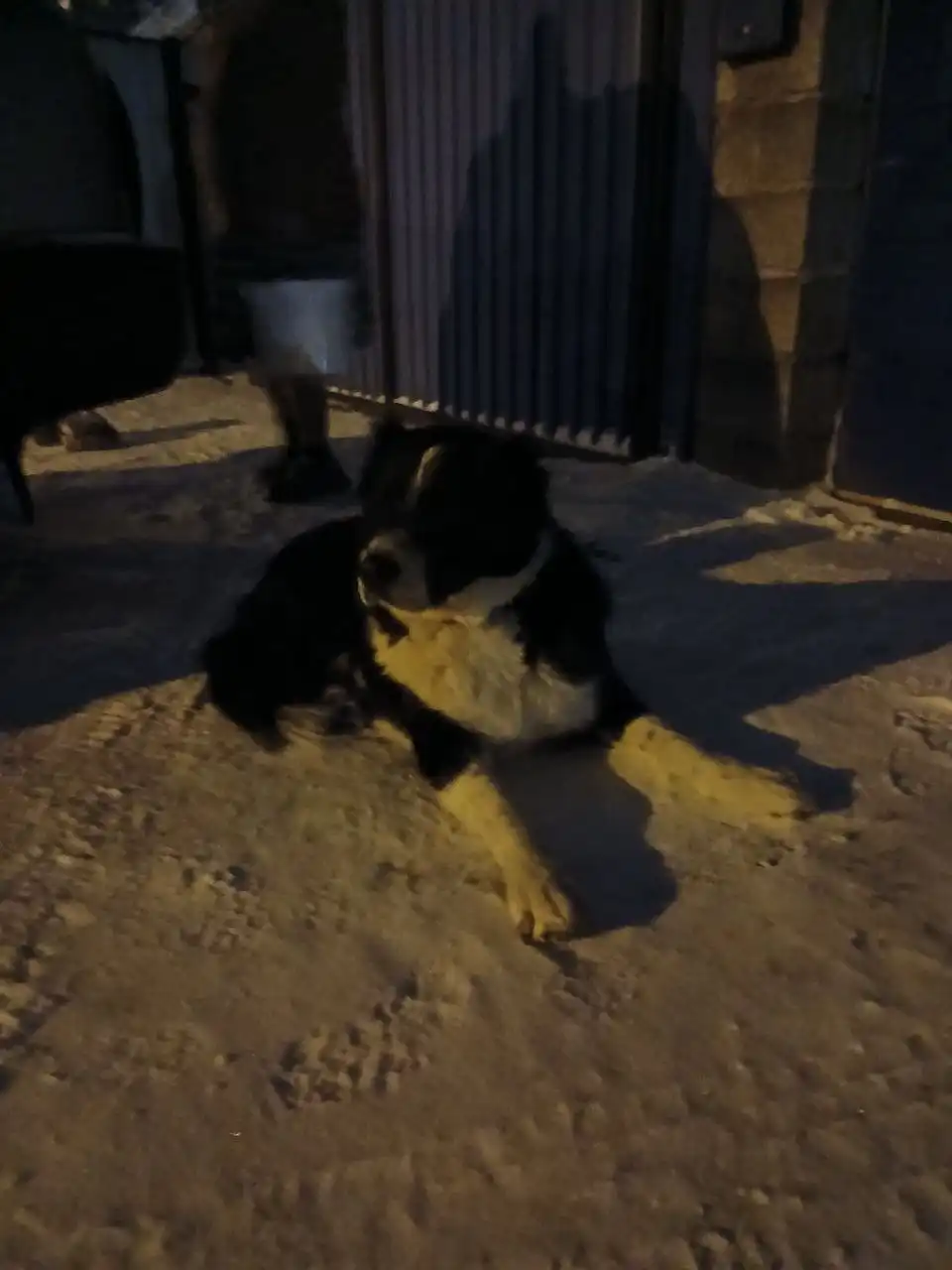 Найден молодой кобелек в районе старого поссовета Емельяново