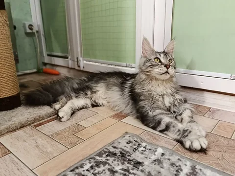 Усики и Хвостики — гостиница для кошек от кошатницы - Животные в Красноярск