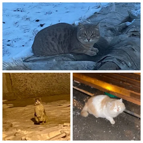 Найдены кошки на улице в Емельяново - Животные в Емельяново