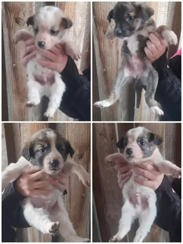 Щенки в поиске дома - Собаки в Красноярск