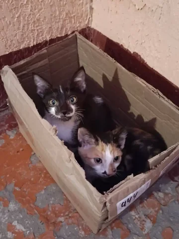 Котята в подъезде нуждаются в доме - Кошки в Емельяново