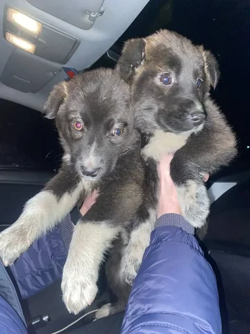 Щенки в подъезде Емельяново - Собаки в Емельяново