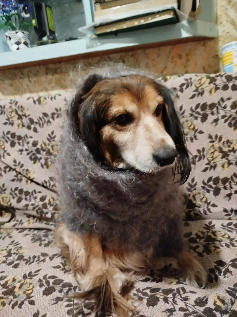 Тимка пес в расцвете сил - Собаки (Животные) в Красноярск