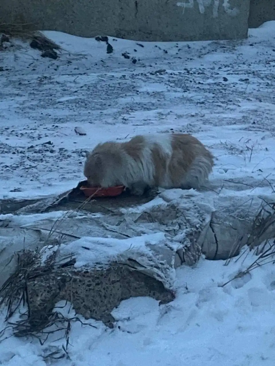 Найден замерзающий кот на улице 2 х Борцов - Кошки (Животные) в Емельяново