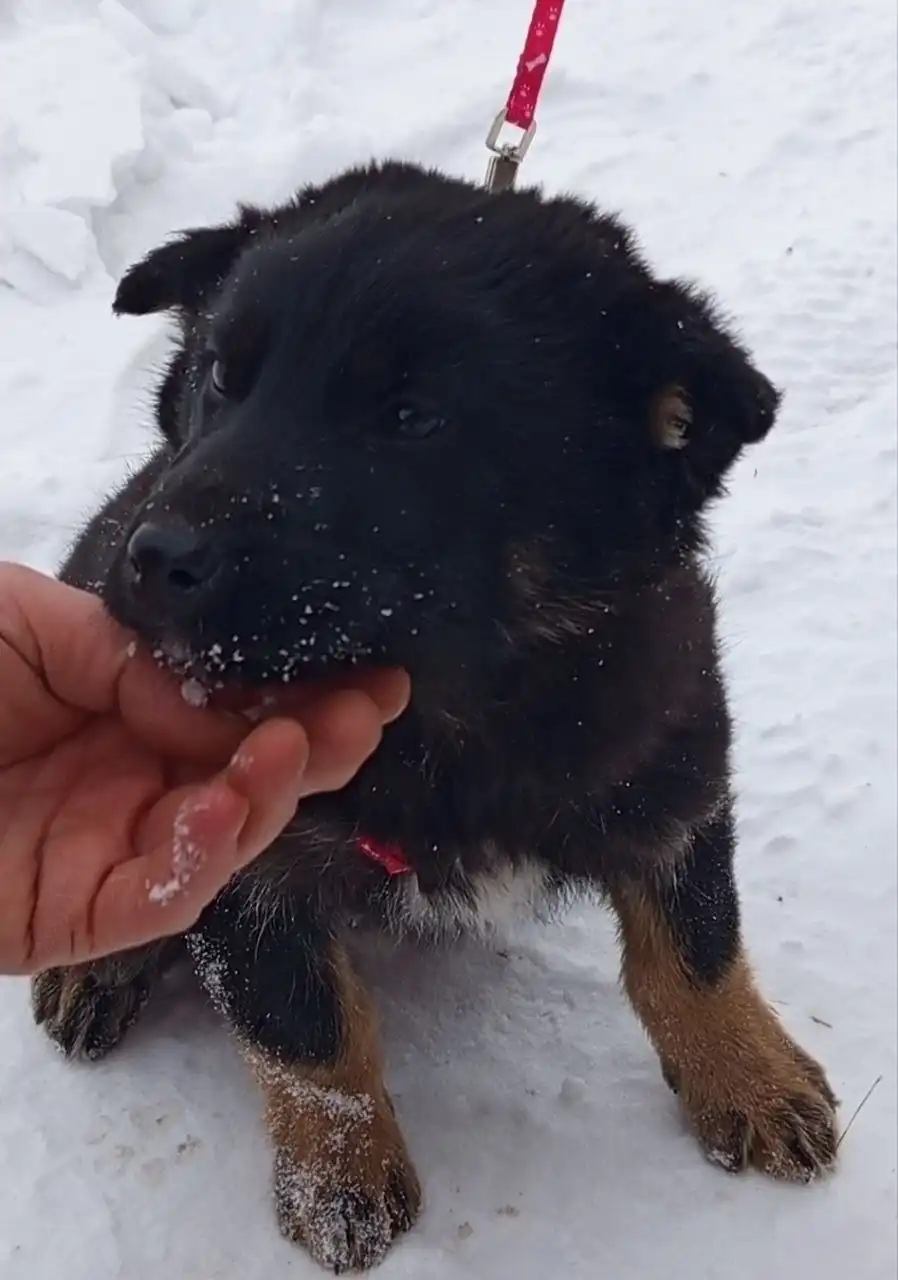 Щенок мальчик 3 месяца ищет дом - Собаки (Животные) в Емельяново