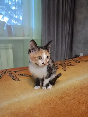 Трёхцветная девочка кошка - Кошки в Красноярск