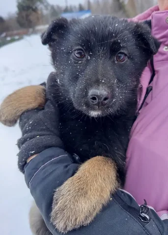 Ищет дом девочка 3 месяца - Корма для животных в Красноярск