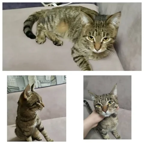 Найден молодой кот в подъезде на улице Новая - частное объявление в Емельяново