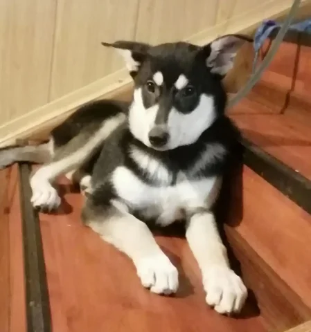 Щенок-девочка, стерилизована, 4 месяца - Корма для животных в Красноярск