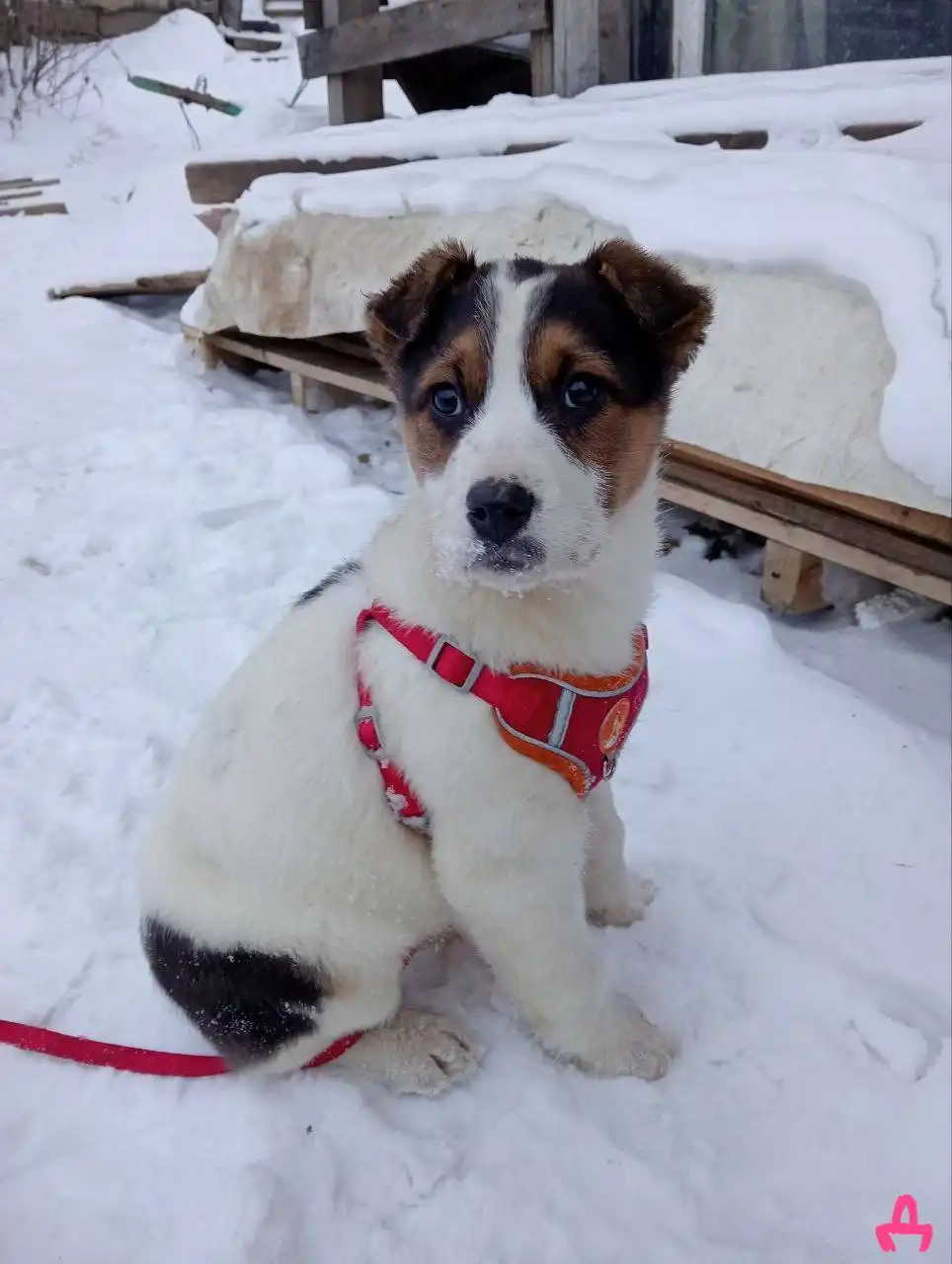 Щенки Север и Аляска - Собаки (Животные) в Емельяново