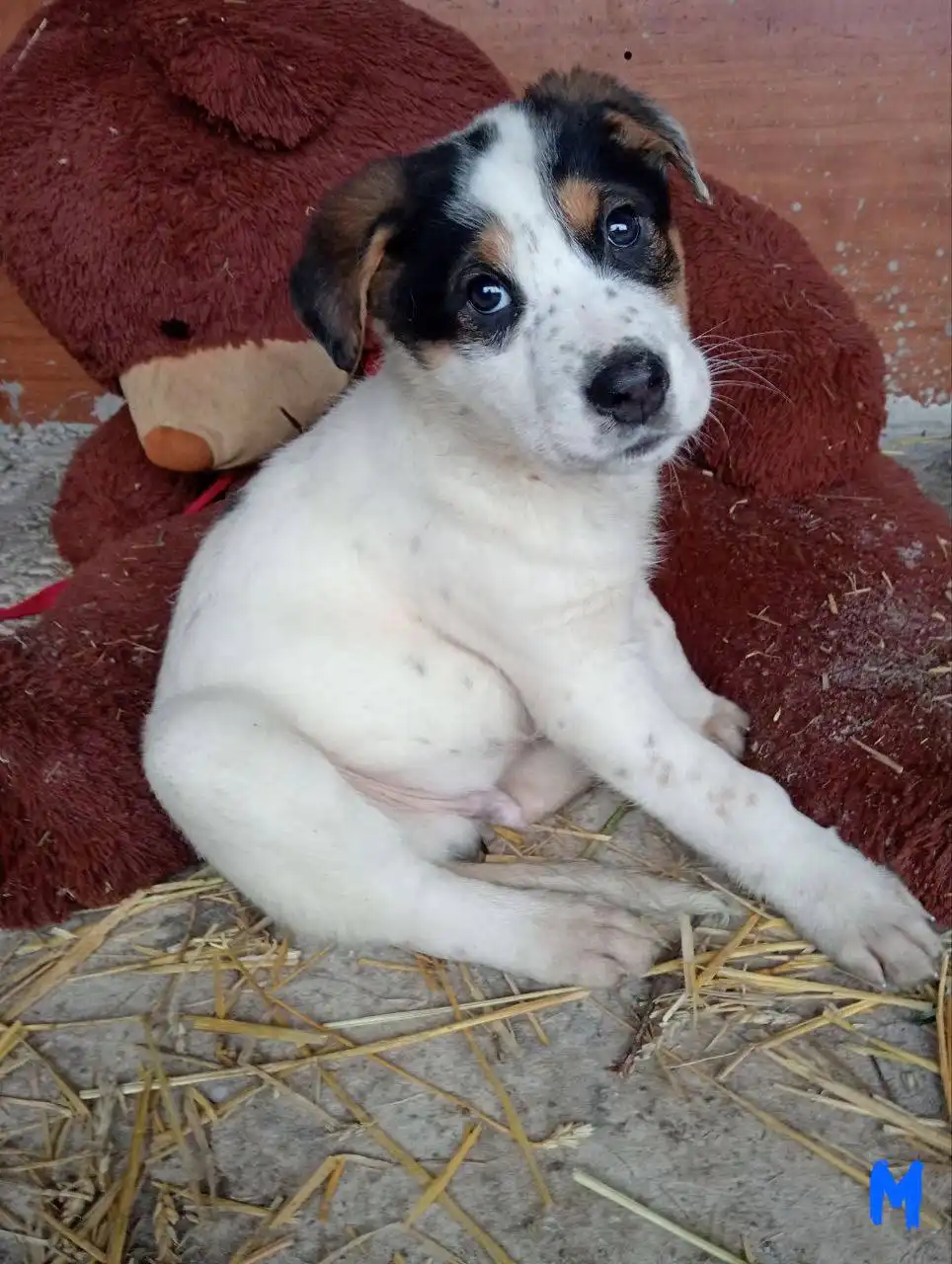 Щенки Север и Аляска - Собаки (Животные) в Емельяново