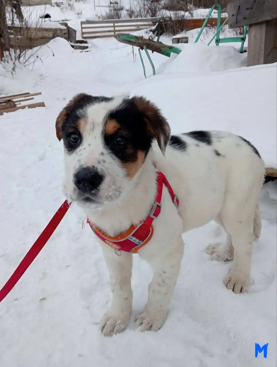 Щенки Север и Аляска - Собаки (Животные) в Емельяново