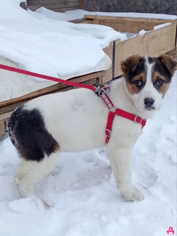 Щенки СЕВЕР и АЛЯСКА для пристройства в любящий дом - Корма для животных в Красноярск