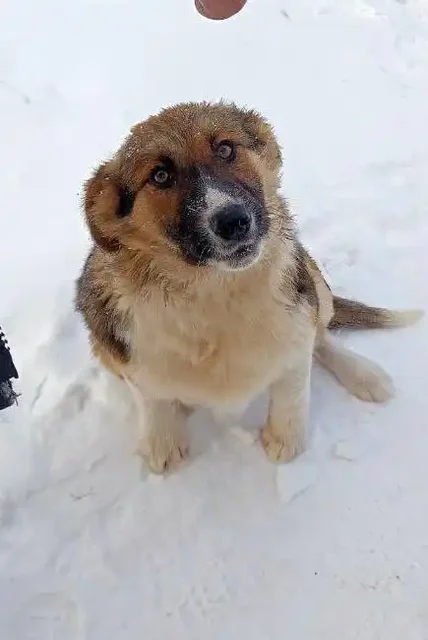 Щенок овчарки Плюша 8 месяцев - частное объявление в Емельяново
