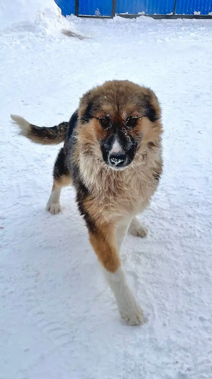 Щенок овчарки Плюша 8 месяцев - Собаки (Животные) в Емельяново