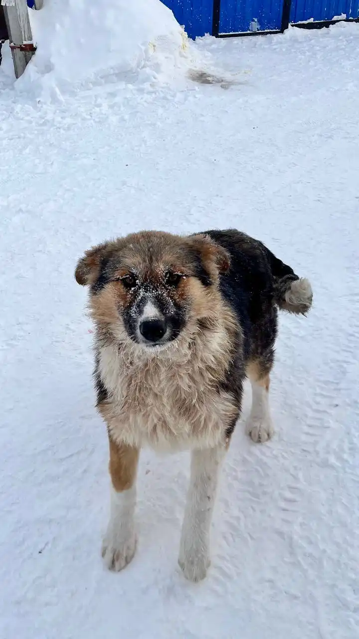 Щенок овчарки Плюша 8 месяцев - Собаки (Животные) в Емельяново
