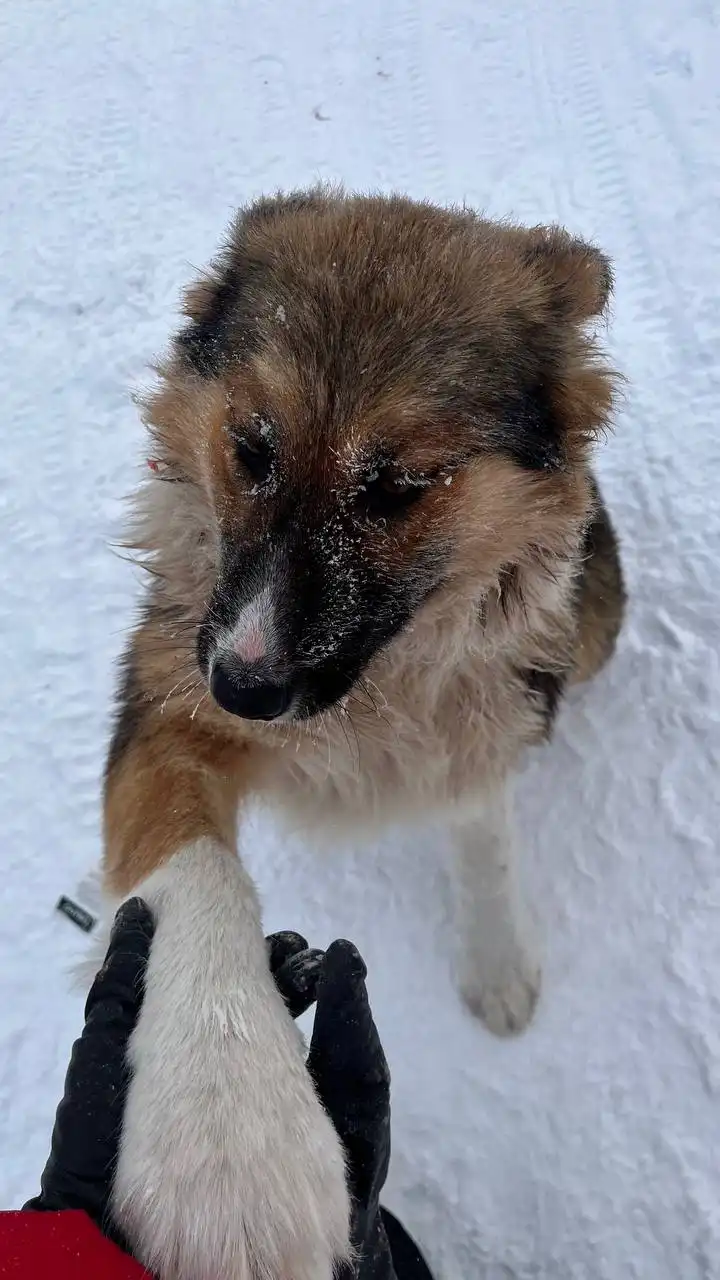 Щенок овчарки Плюша 8 месяцев - Собаки (Животные) в Емельяново