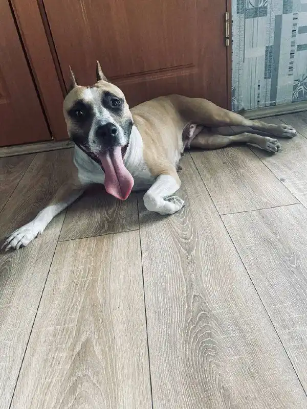 Американский стаффордширский терьер для вязки - Собаки (Животные) в Красноярск