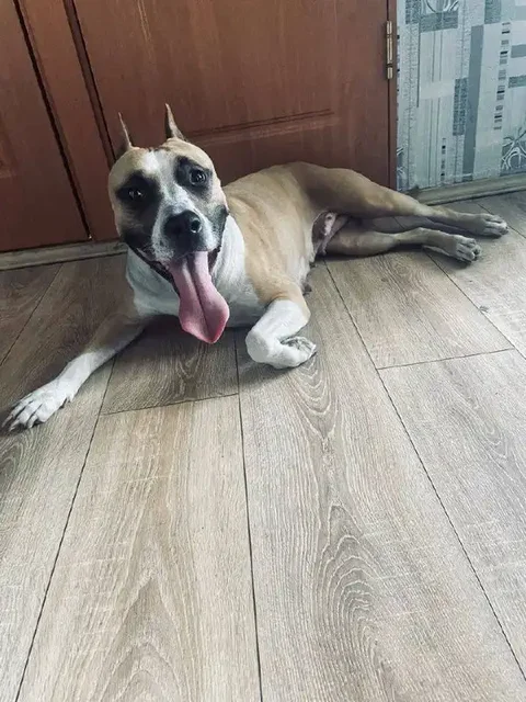 Американский стаффордширский терьер для вязки - Корма для животных в Красноярск