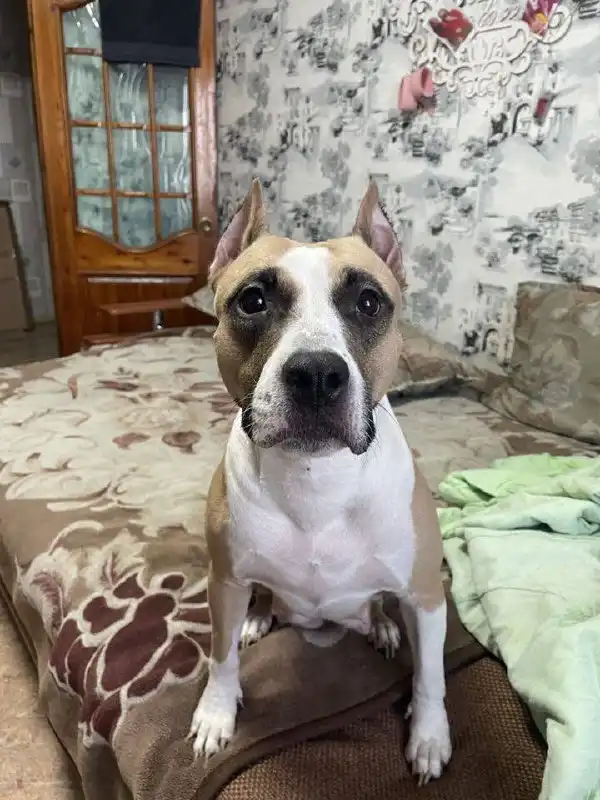 Американский стаффордширский терьер для вязки - Собаки (Животные) в Красноярск