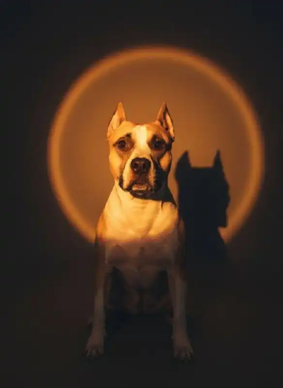 Американский стаффордширский терьер для вязки - Собаки (Животные) в Красноярск