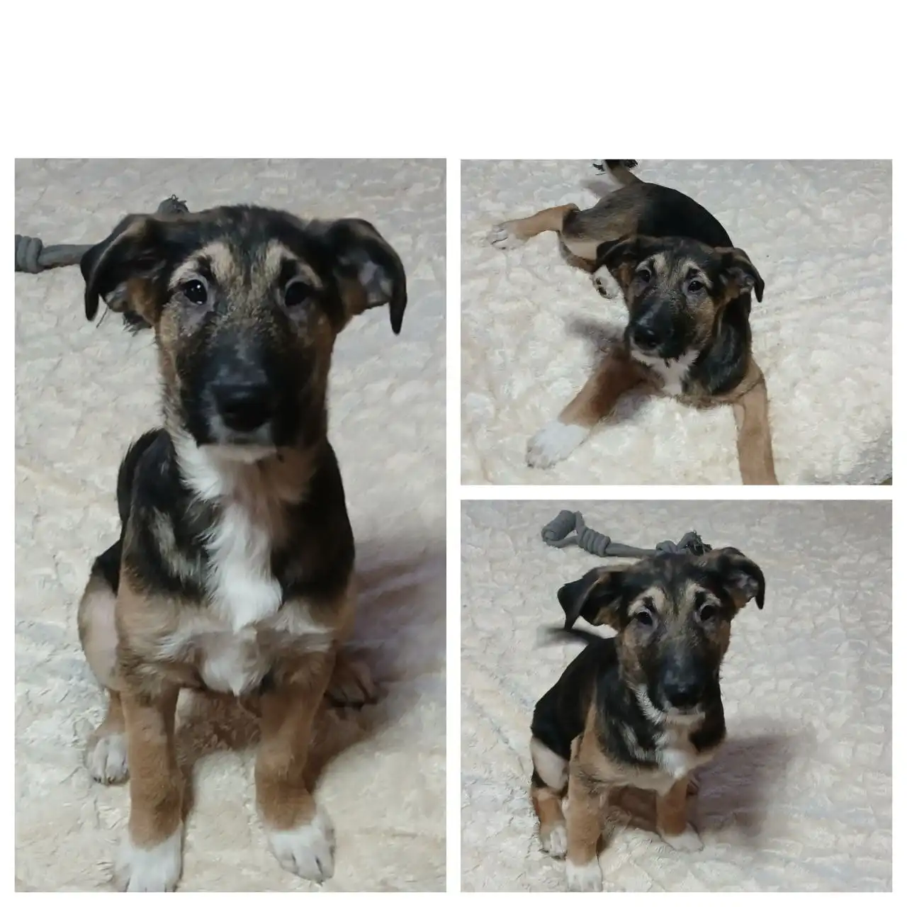 Щенок Стрелка для дома - Собаки (Животные) в Красноярск