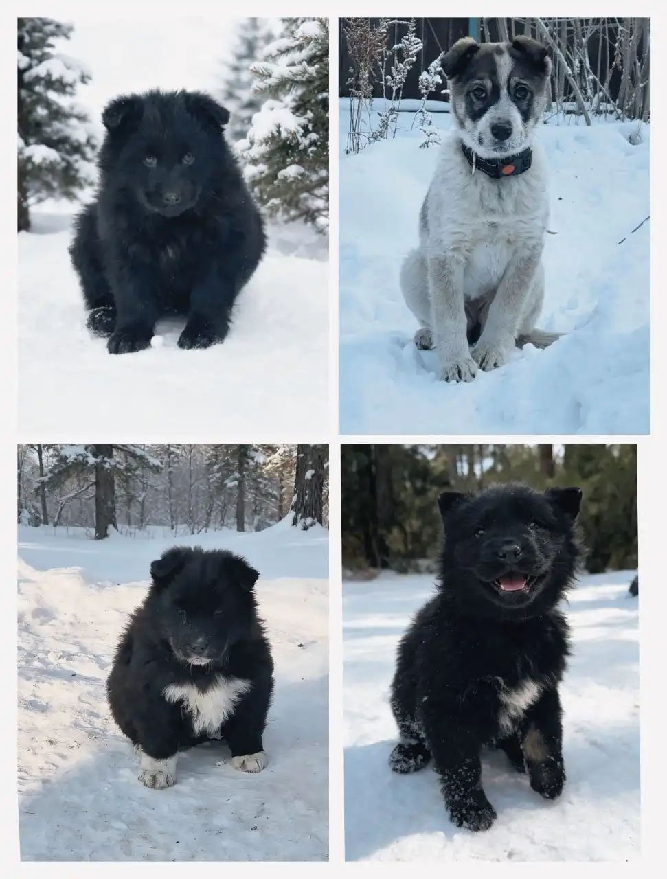 Беспородные щенки для охраны - Собаки (Животные) в Красноярск