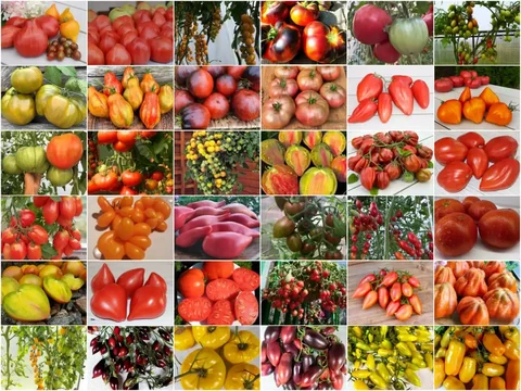 Продажа семян томатов коллекционных сортов - Семена и рассада в Красноярск