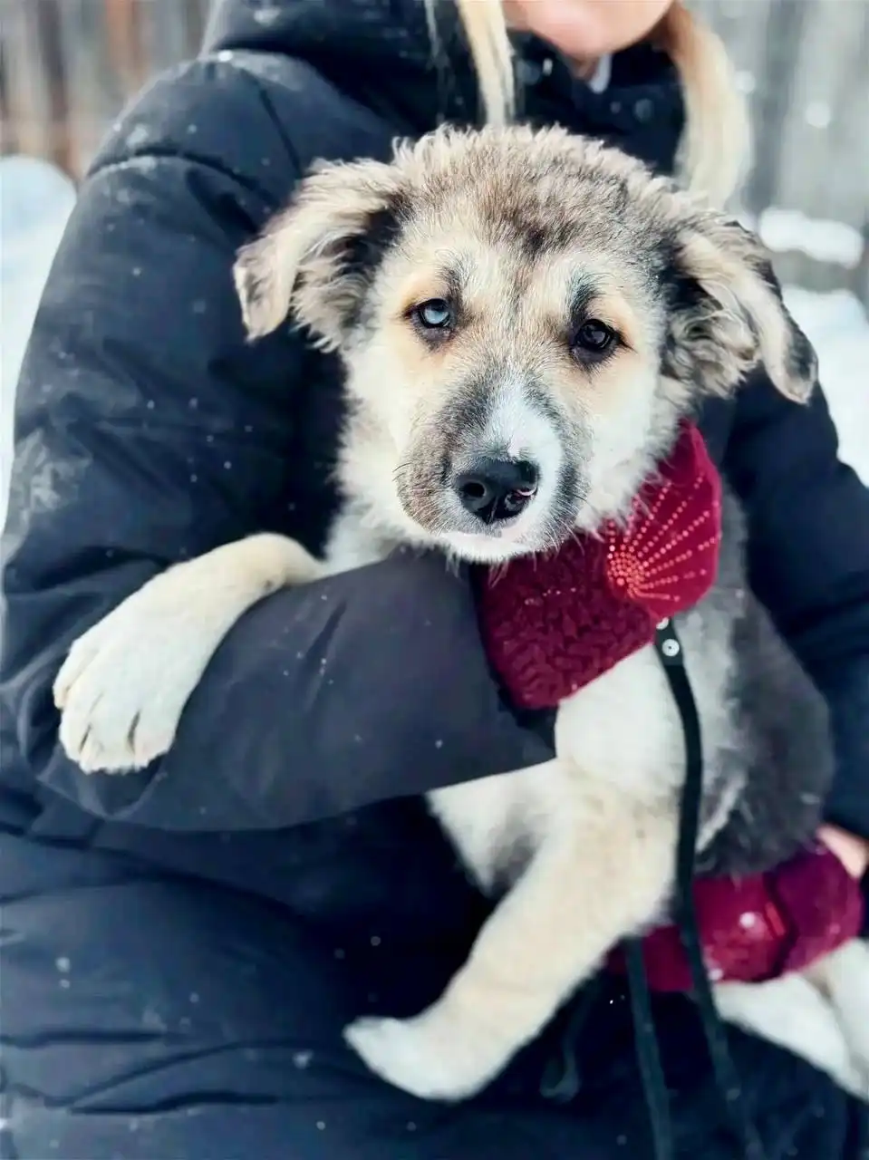 Щенок-девочка ищет дом - Собаки (Животные) в Красноярск