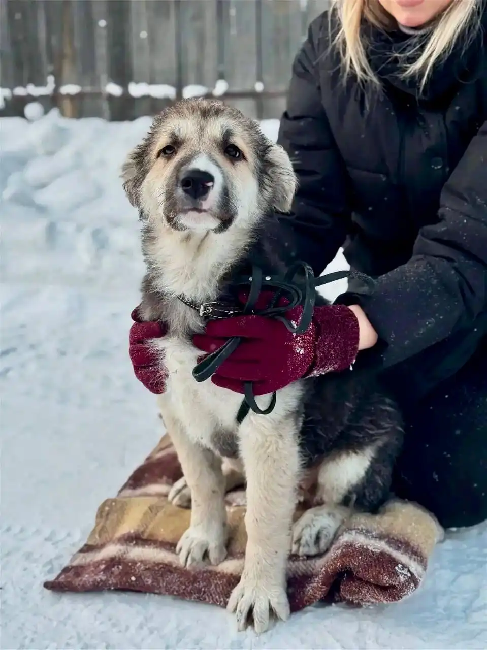 Щенок-девочка ищет дом - Собаки (Животные) в Красноярск