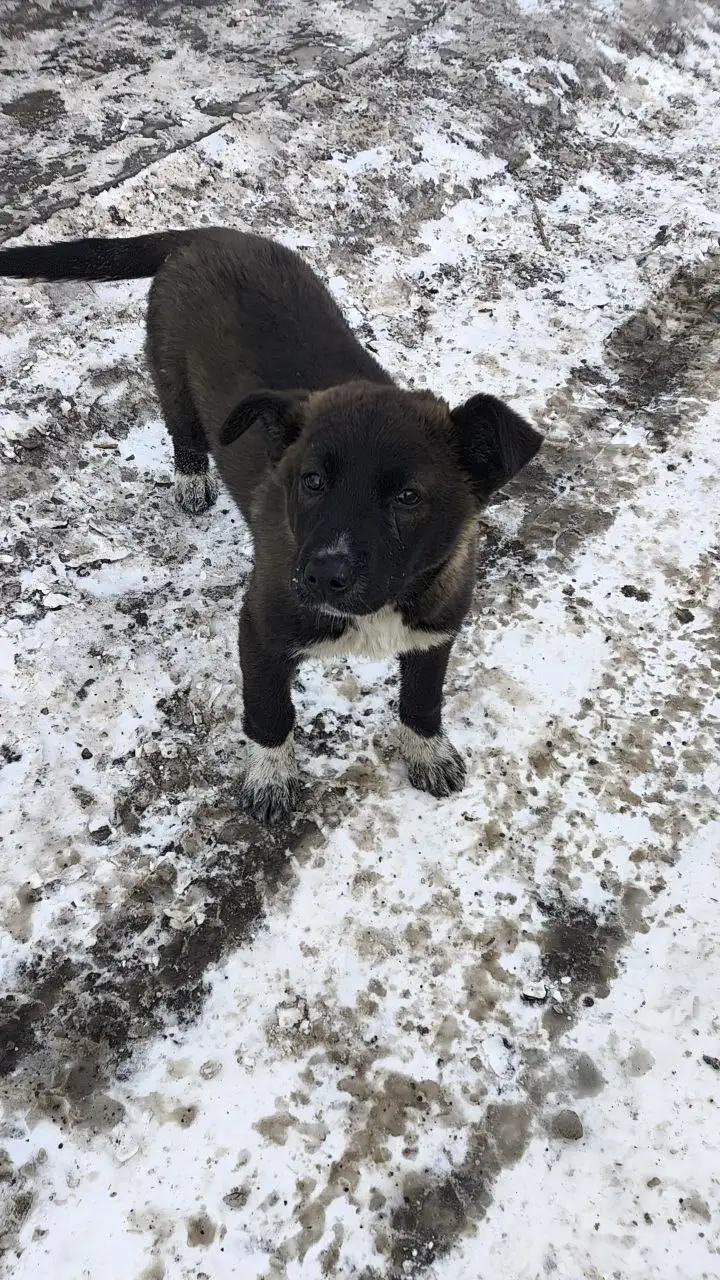 Ищут дом две девочки - Кошки (Животные) в Красноярск