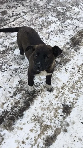 Ищут дом две девочки - Животные в Красноярск