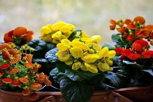 Кальцеолярия – яркое комнатное растение - Комнатные растения (Хобби и отдых) в Красноярск