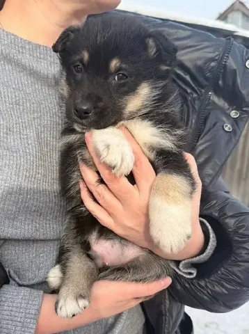 Щенок-мальчик 1,5 месяца - Животные в Емельяново