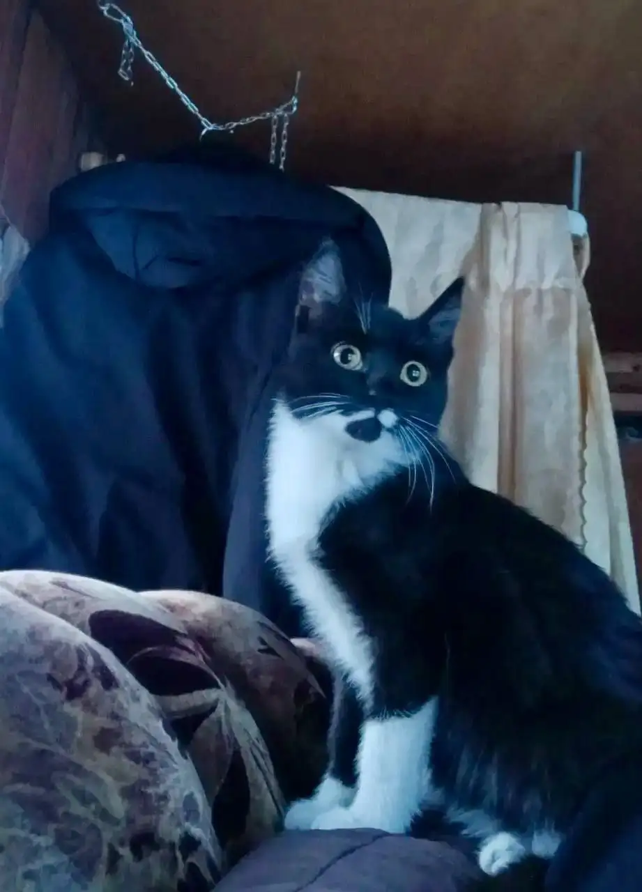 Срочно нужна передержка или дом для кошечки 4 месяца - Кошки (Животные) в Емельяново