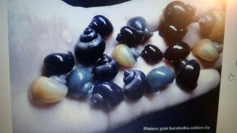 Подарю аквариумных улиток Ампулярии - Животные в Емельяново