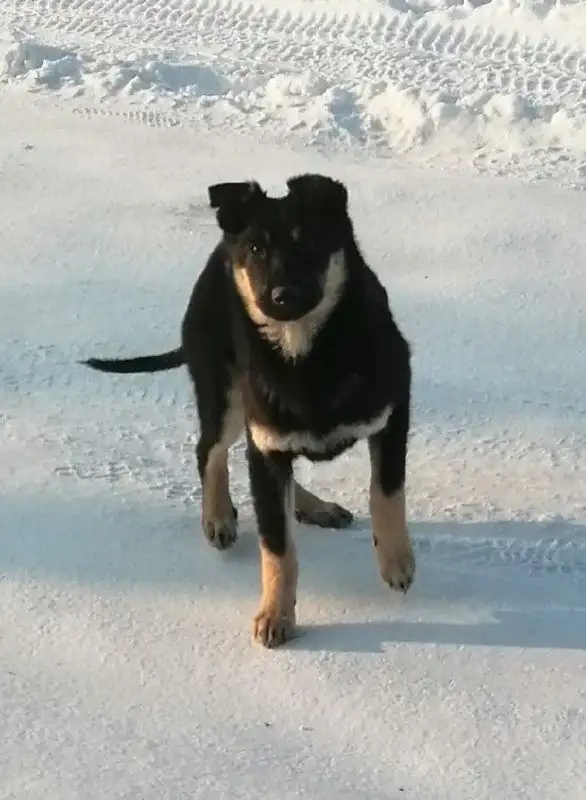 Щенки-мальчики 5 месяцев - Собаки (Животные) в Красноярск