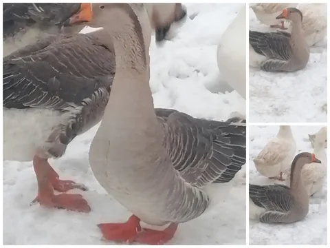 Продам рабочего гусака - Животные в Красноярск