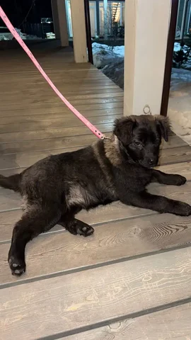 Нашли собаку в Емельяново - Животные в Емельяново