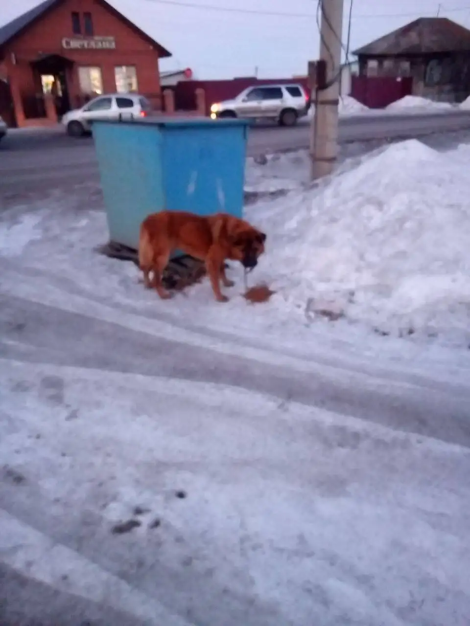 Найден худой пес с обрывком цепи и карабином - Собаки (Животные) в Красноярск