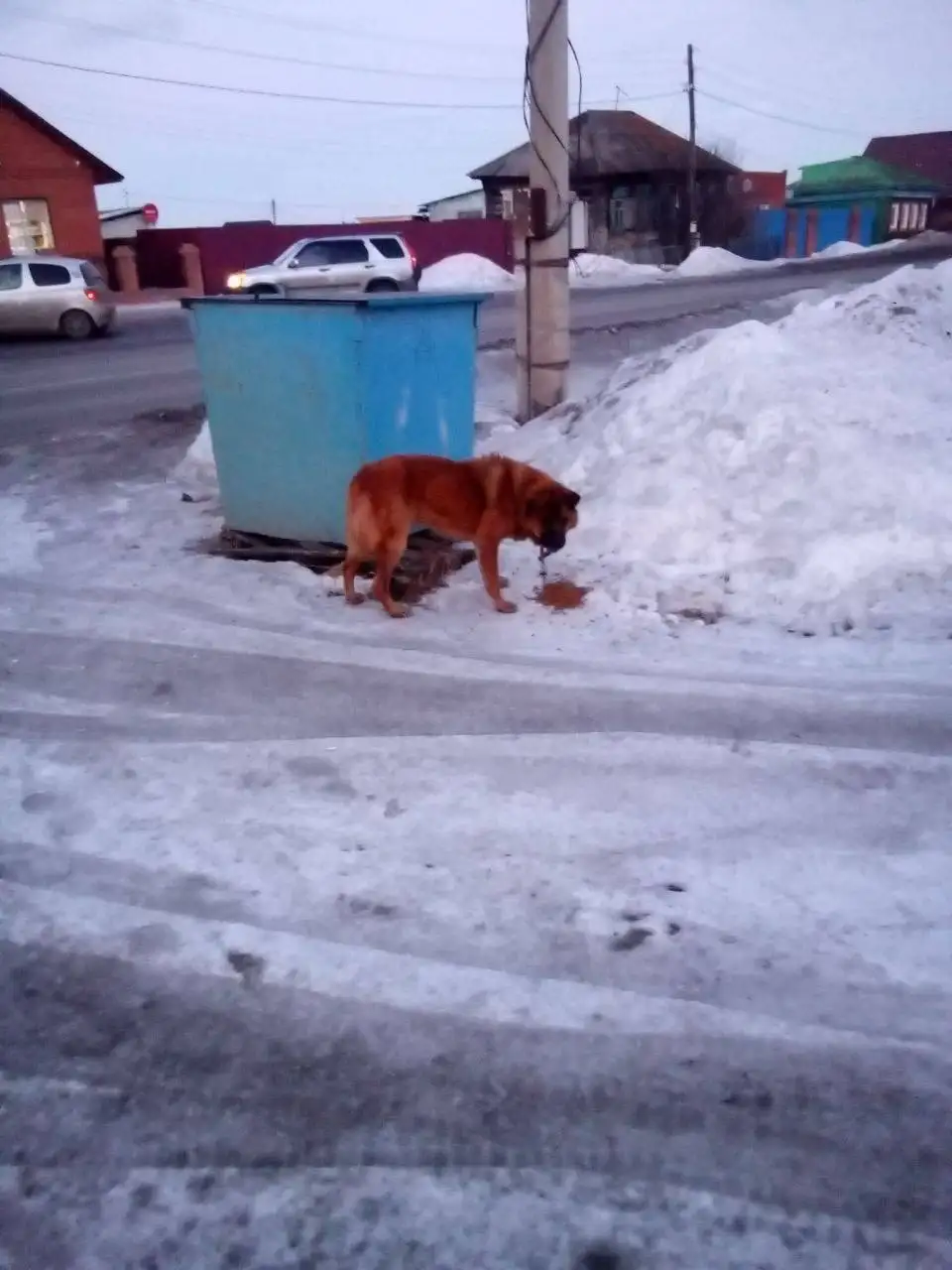 Найден худой пес с обрывком цепи и карабином - Собаки (Животные) в Красноярск