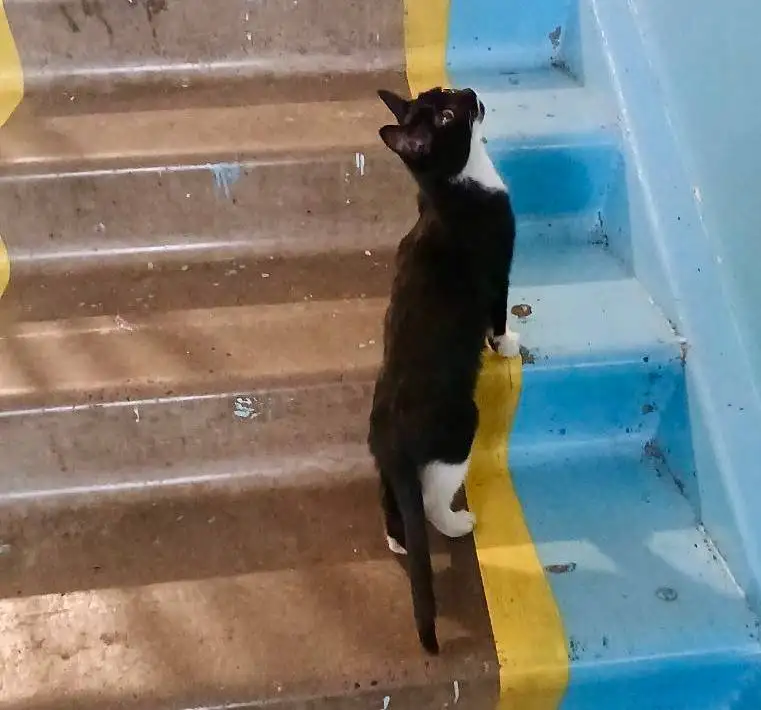 Срочно ищет дом котенок, подкинутый в подъезде - Кошки (Животные) в Красноярск