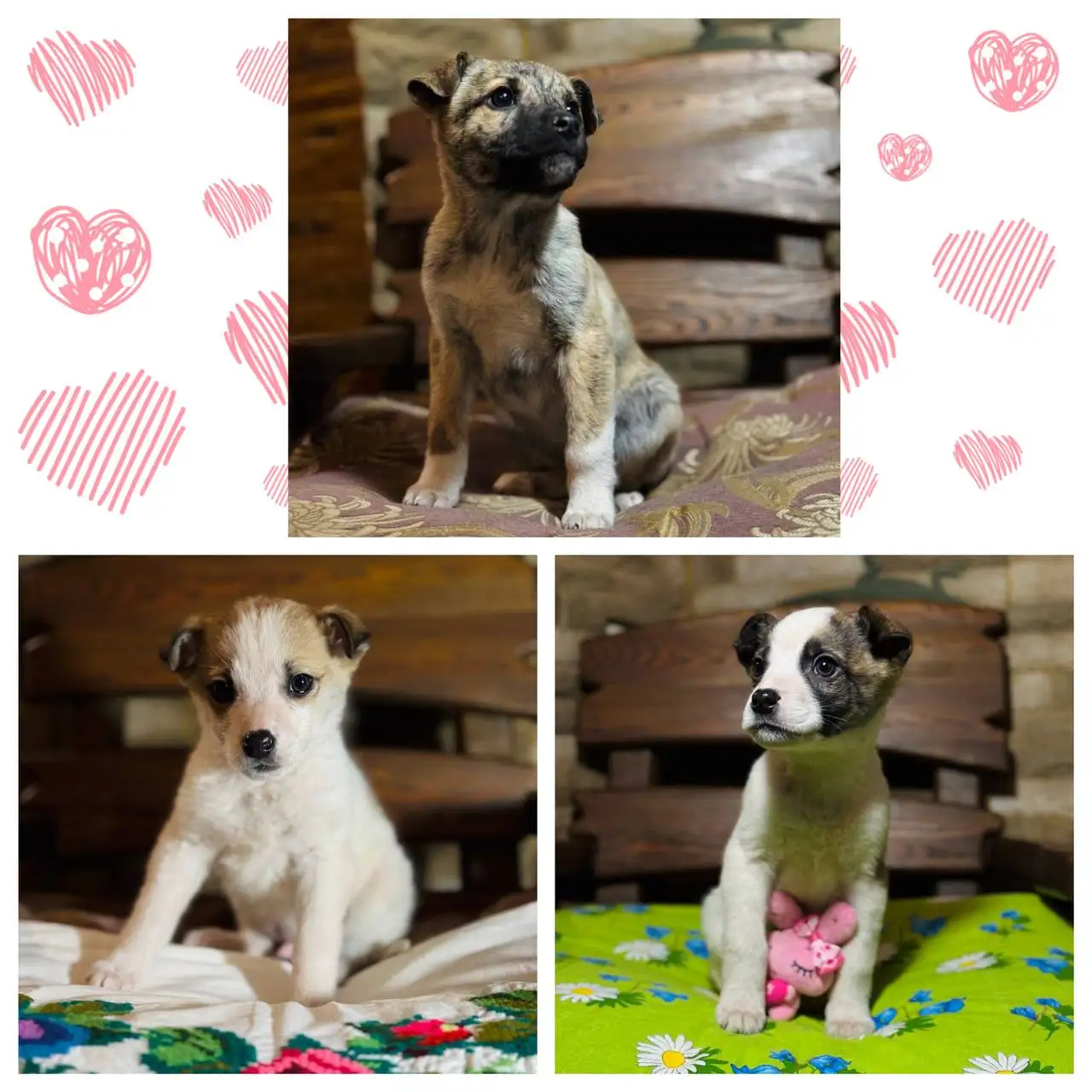 Пристройство спасенных щенков в Емельяново - Собаки (Животные) в Емельяново