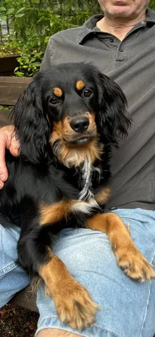 Поиск пропавшей собаки в Красноярске - Крупный рогатый скот в Красноярск