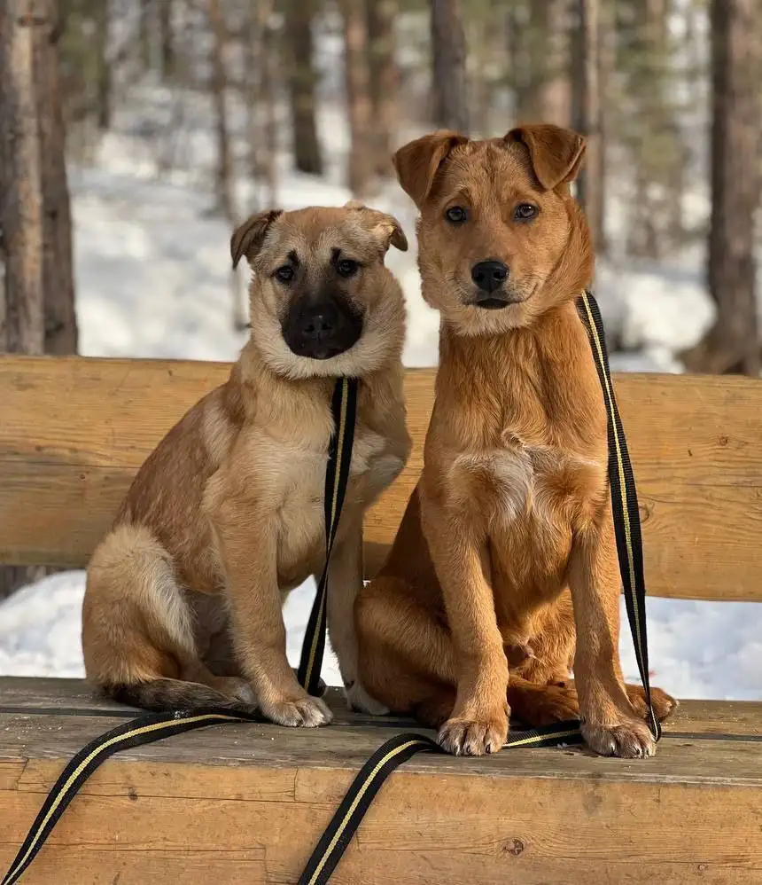 Пристраиваю двух щенков - Собаки (Животные) в Красноярск