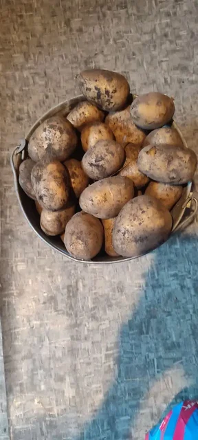 Продажа сельскохозяйственной продукции в Емельяново и Красноярске - Контейнеры в Красноярск